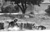 Foto-archiv-Lubosa-Novosada_19